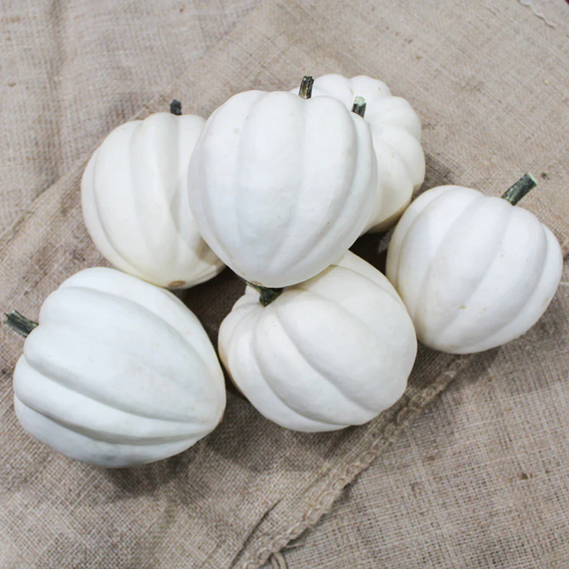 Acorn - White Pearl