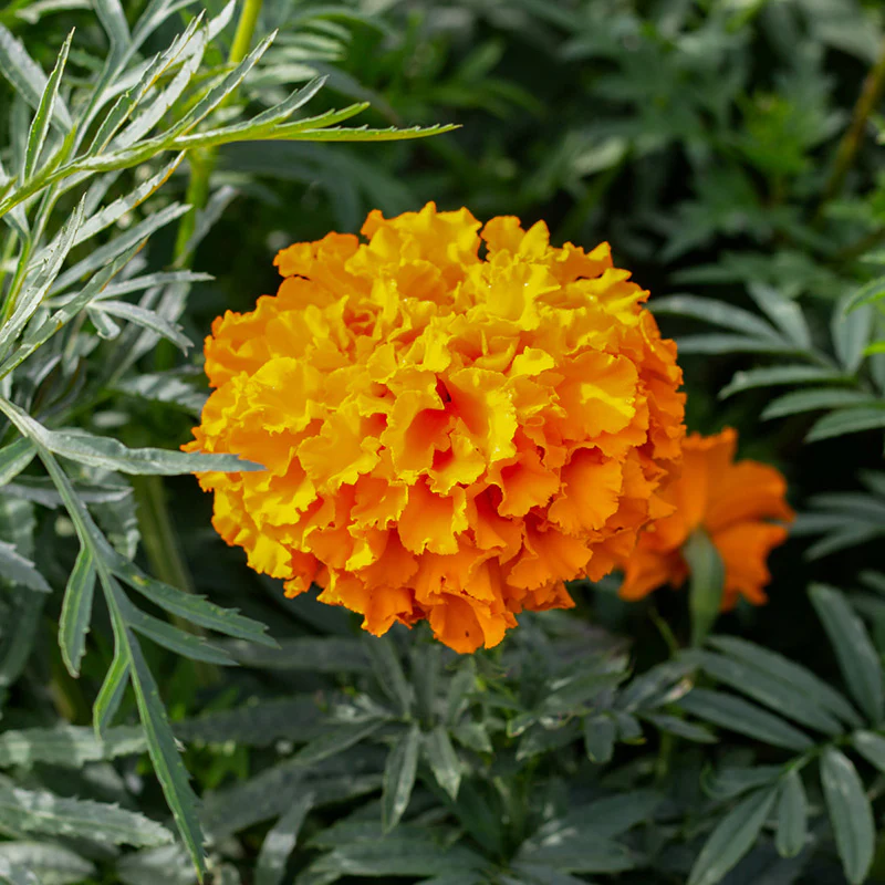 Miniatuur 2