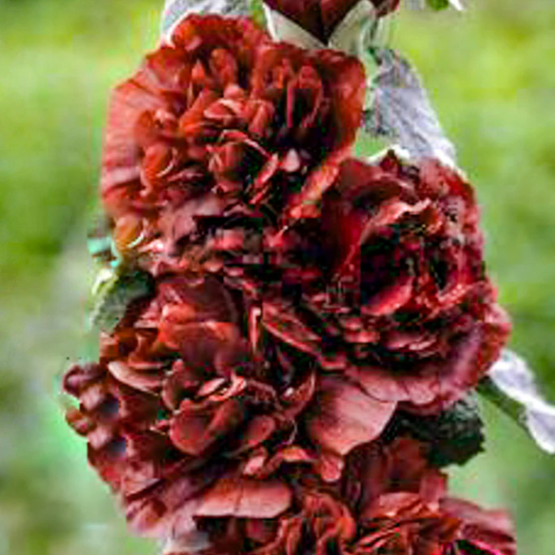 Miniatuur 1