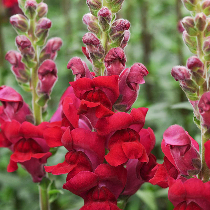 Leeuwenbek - Potomac Crimson