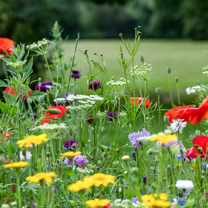 Bloemenmengsel - Bloemen uit de Natuur