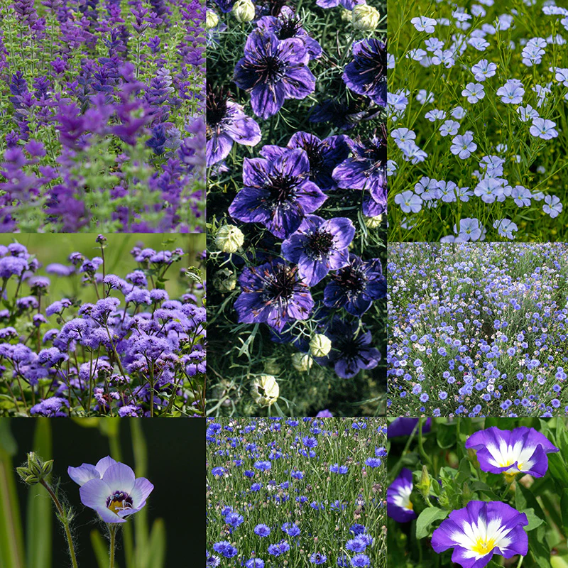 Bloemenmengsel - Blue Shades