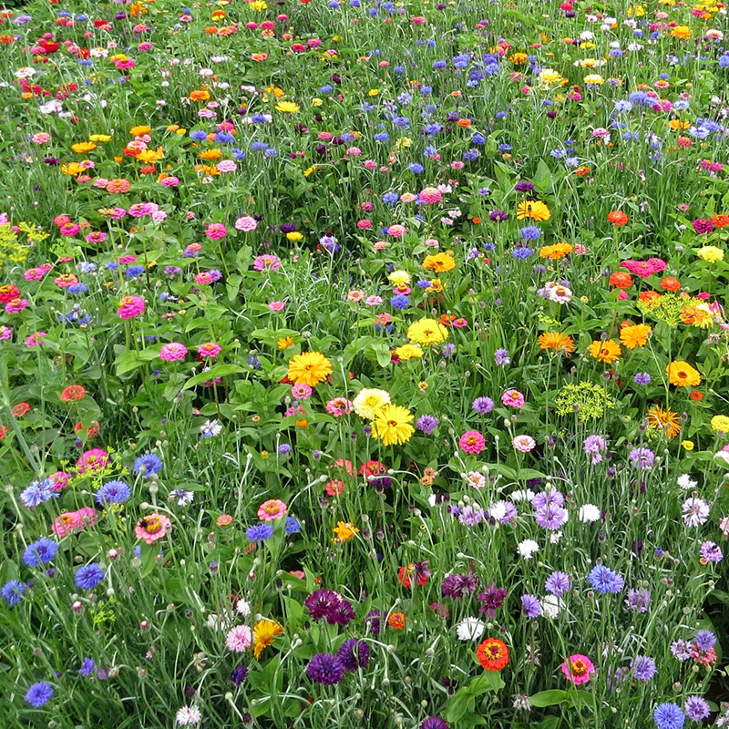 Bloemenmengsel - La Dolce Flora