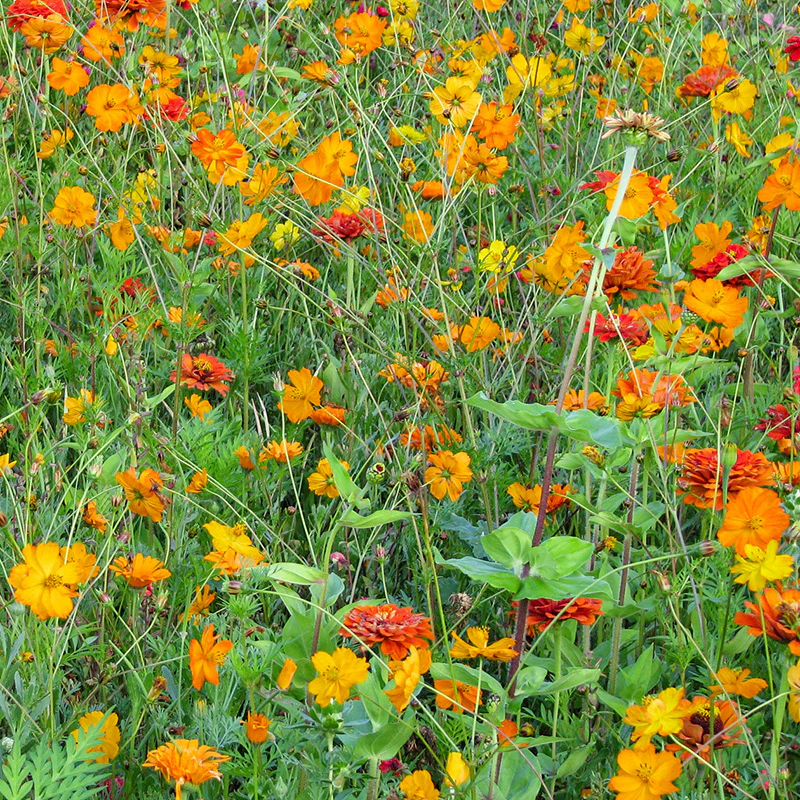 Bloemenmengsel - Orange Shades