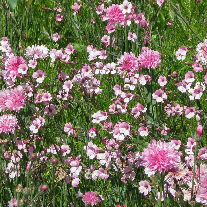 Bloemenmengsel - Pink Shades