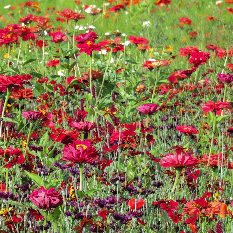 Bloemenmengsel - Red Shades