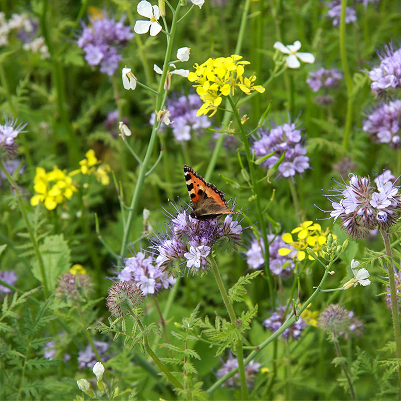 Miniatuur 1