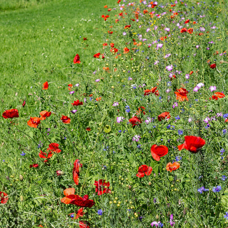 Bloemenmengsel - Venemansmolen - Image 2