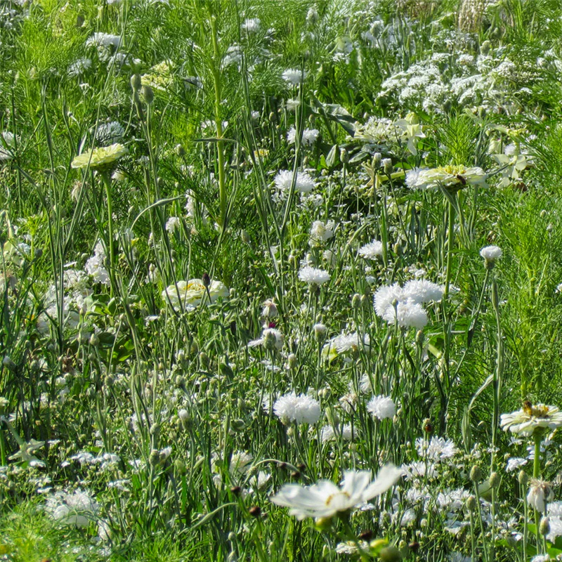 Bloemenmengsel - White Shades
