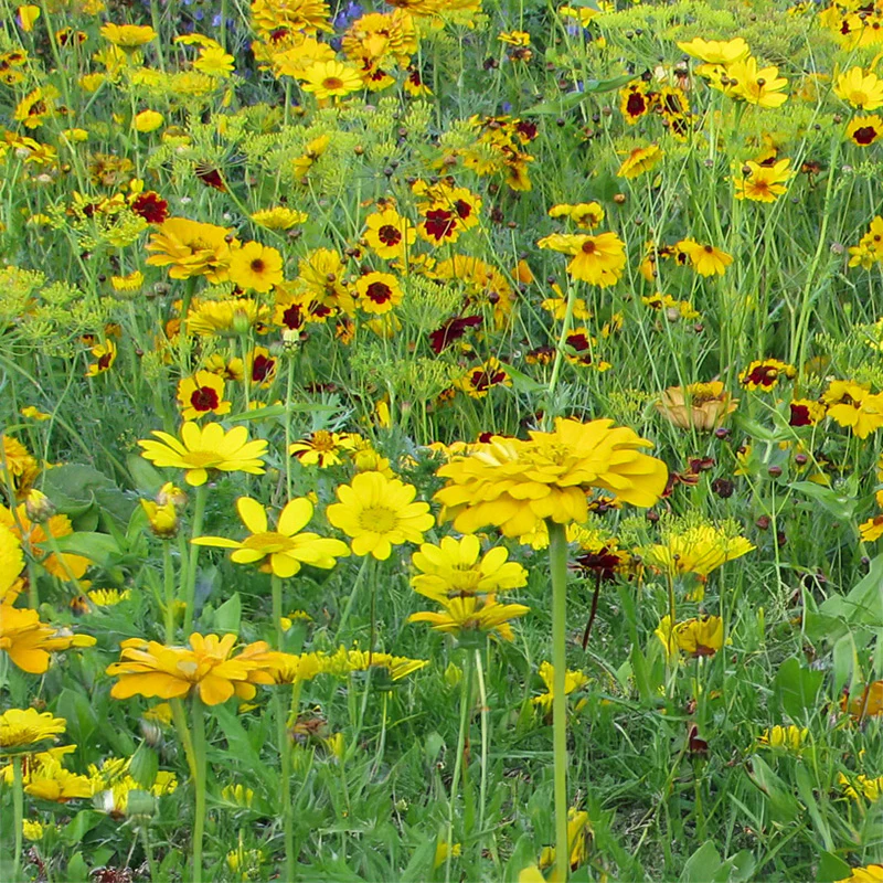 Bloemenmengsel - Yellow Shades