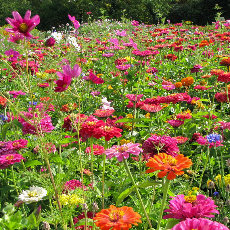 Bloemenmengsel - Zomerfeest