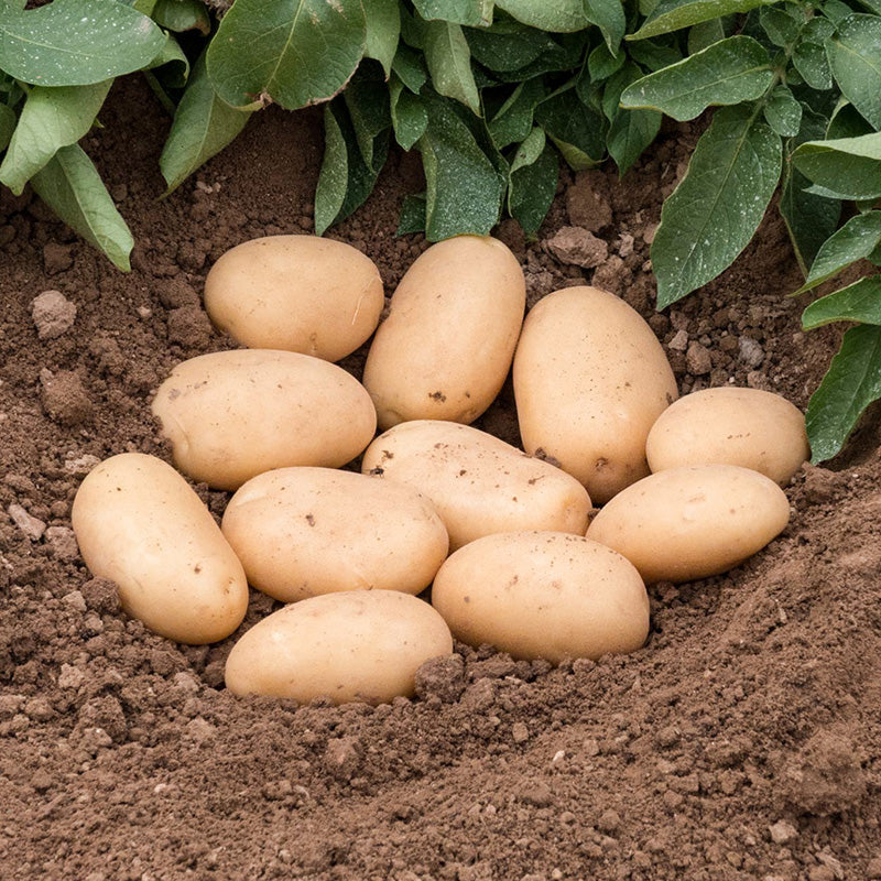 Pootaardappelen - Cammeo Biologisch