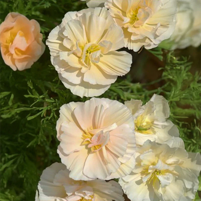 Californische klaproos - Thai Silk Pink Champagne