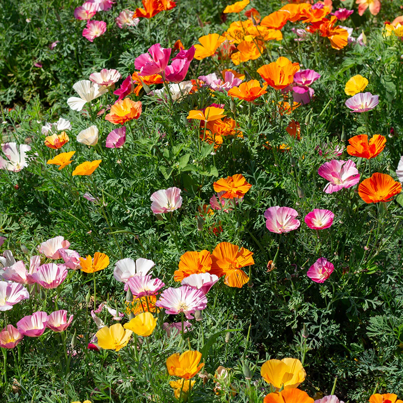 Californische klaproos - XL Jelly Beans