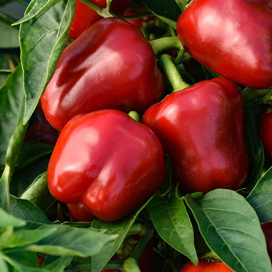 Snackpaprika - Snackabelle Red F1 - Image 2