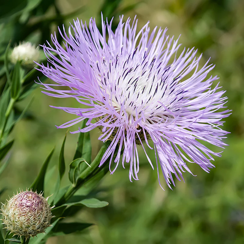 Amerikaanse Korenbloem - Rosy Lilac