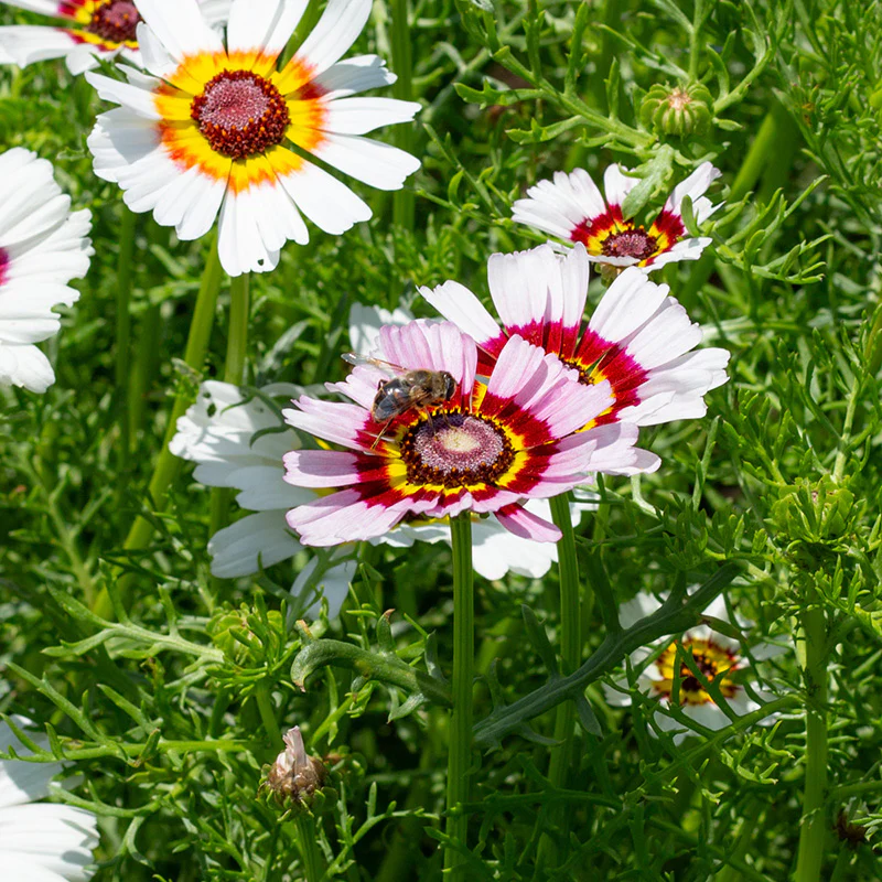 Ganzenbloem - Cockade - Image 2