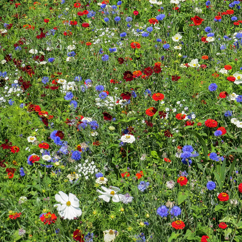 Bloemenmengsel - Color Pop NL