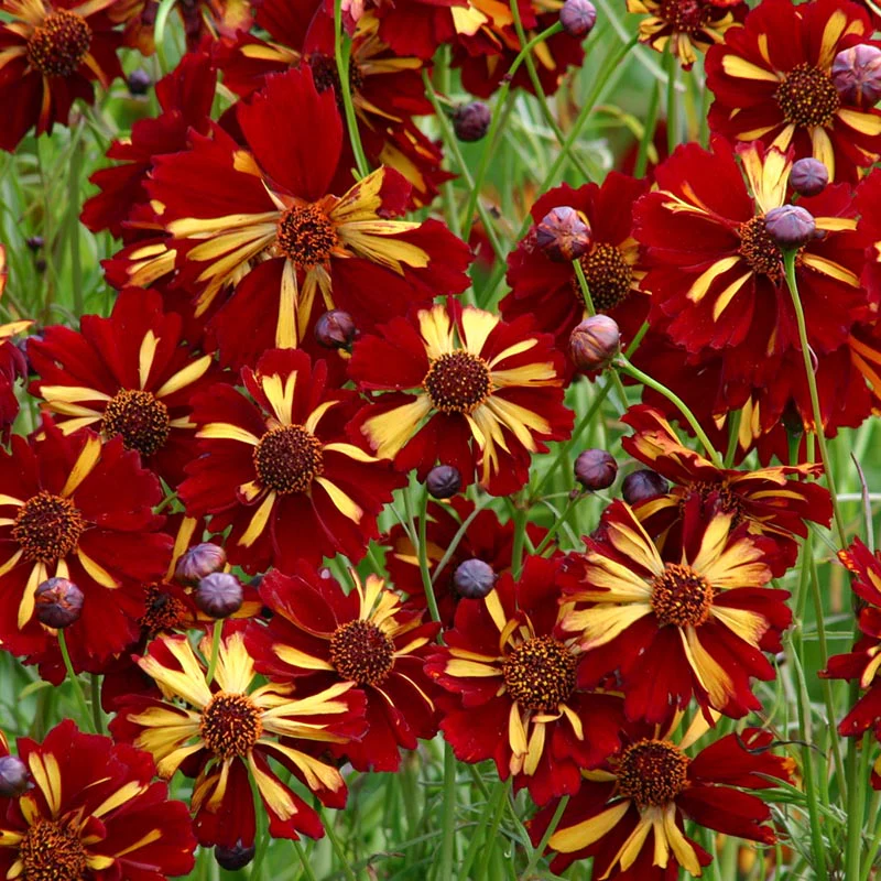 Miniatuur 1