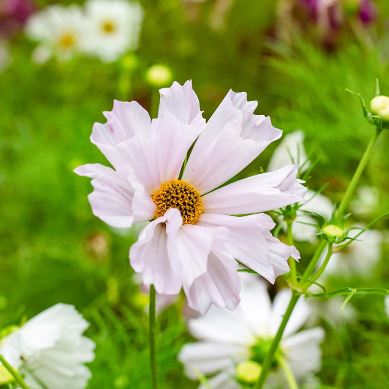 Cosmea - Cosmos Sea Shells - Image 2