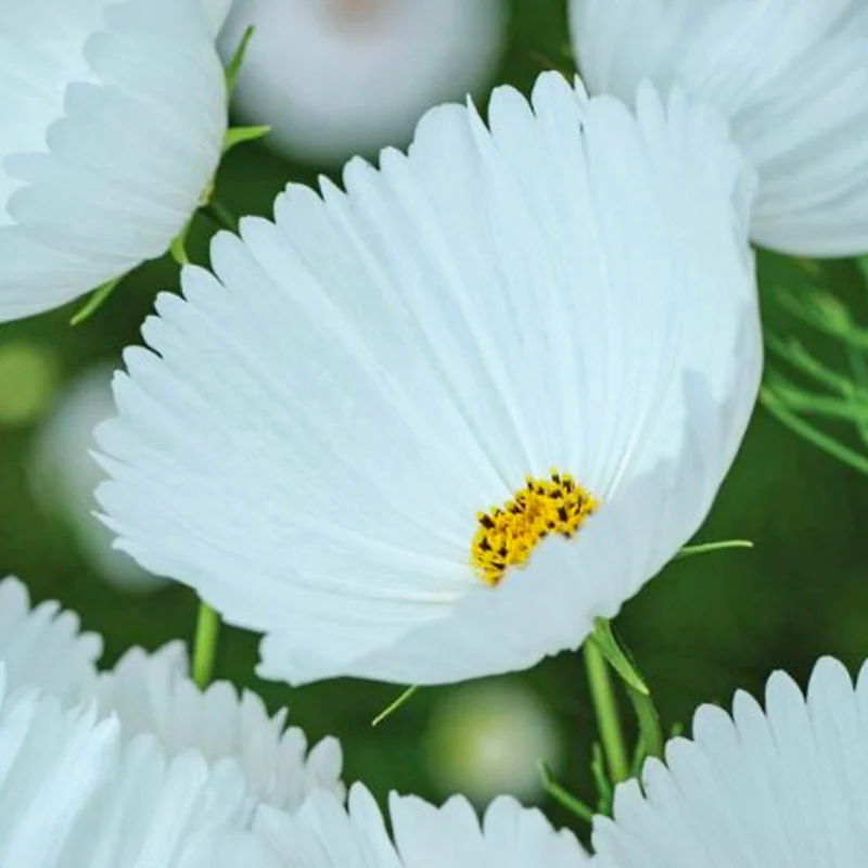 Cosmea - Cupcakes White - Image 2