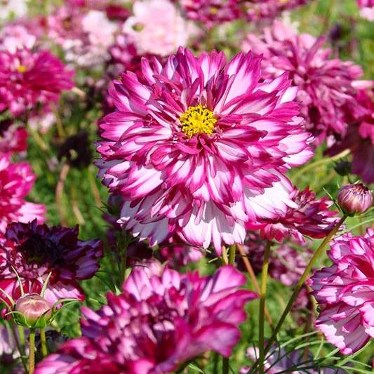 Miniatuur 2