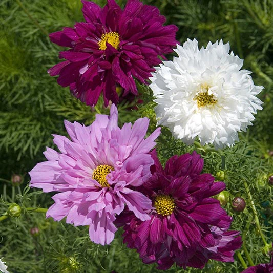 Cosmea - Double Click Mix