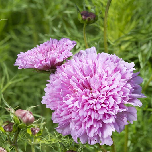 Cosmea - Double Click Rose Bonbon