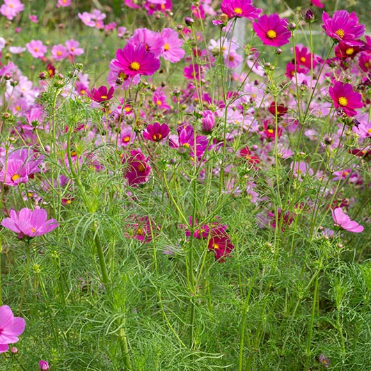 Miniatuur 2