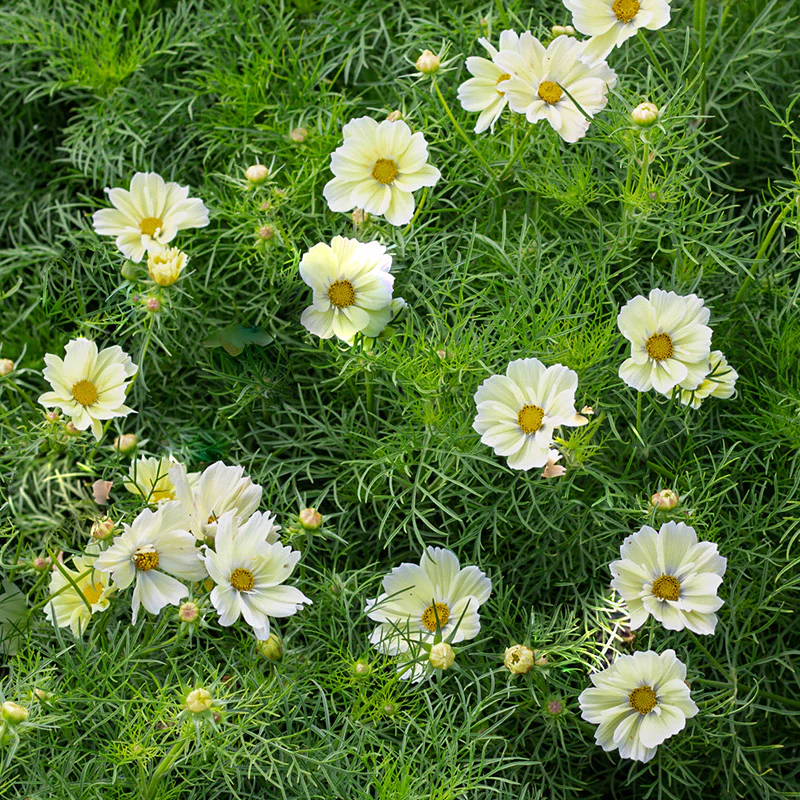 Cosmea - Kiiro