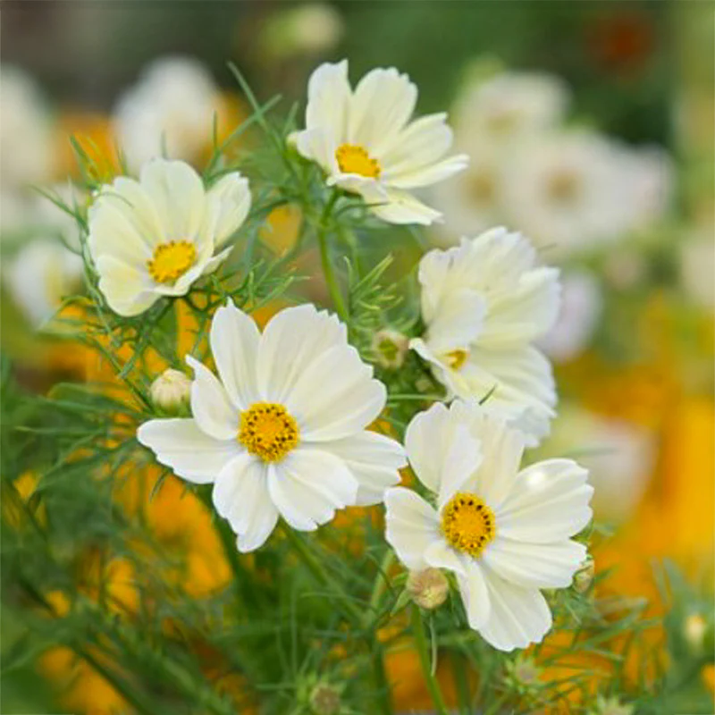 Cosmea - Kiiro - Image 2
