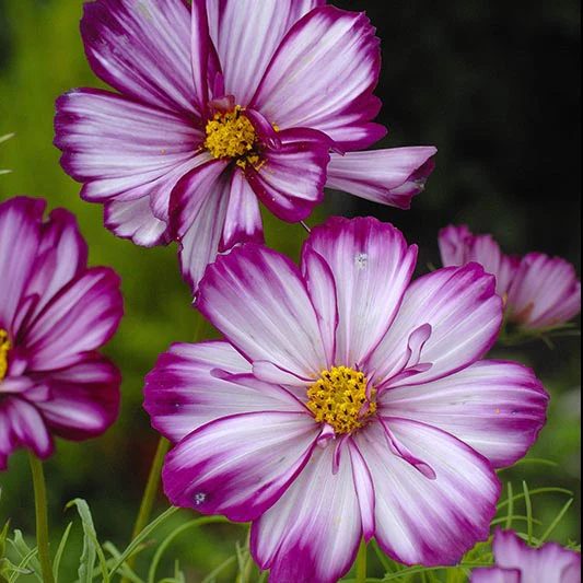 Cosmea - Rose Picotee
