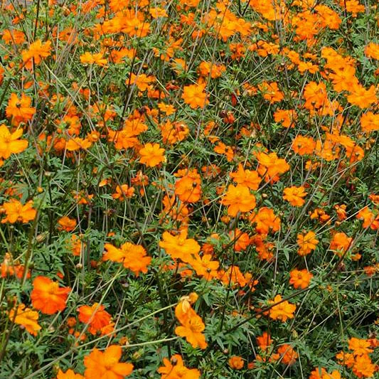 Cosmea - Sunset Orange