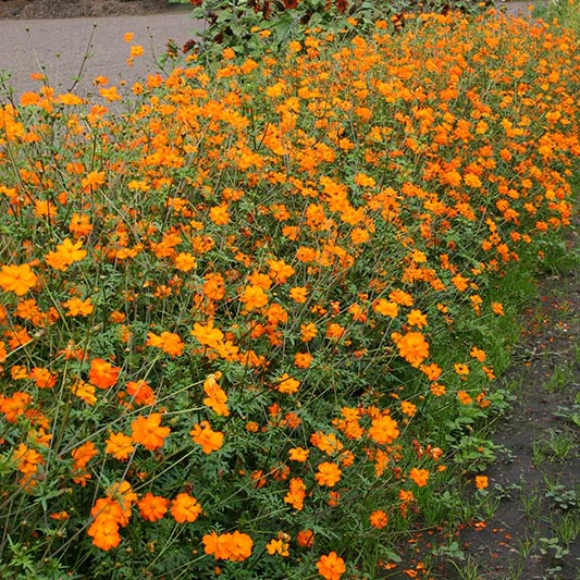 Cosmea - Sunset Orange - Image 2