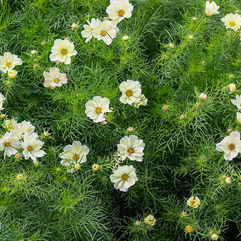 Cosmea - Xanthos - Image 2