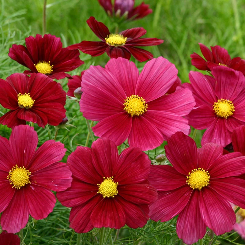 Cosmea - Rubinato