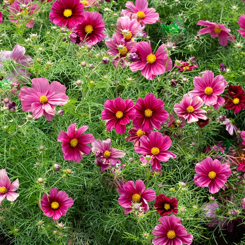 Cosmea - Rubinato - Image 2