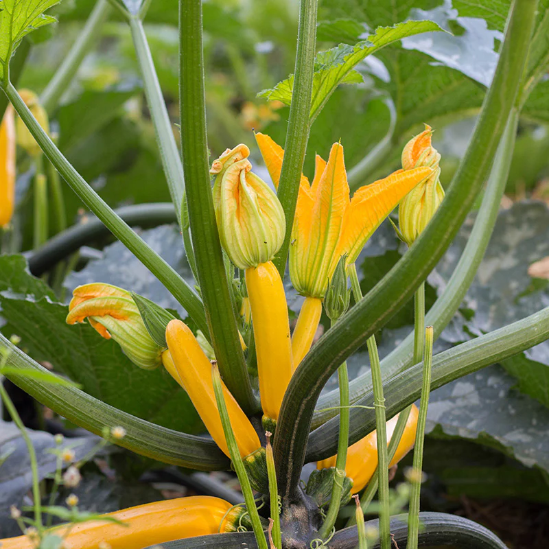 Courgette - Golden Glory F1