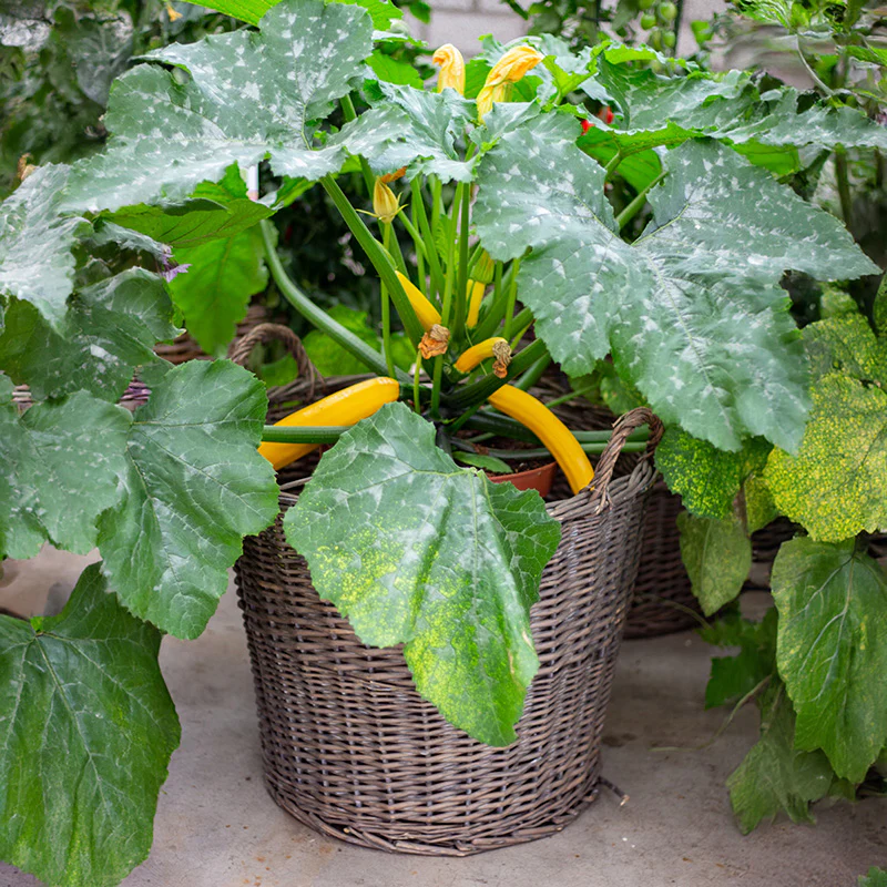 Courgette - Golden Glory F1 - Image 2