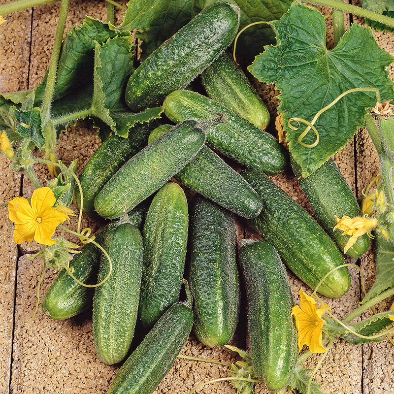 Miniatuur 2