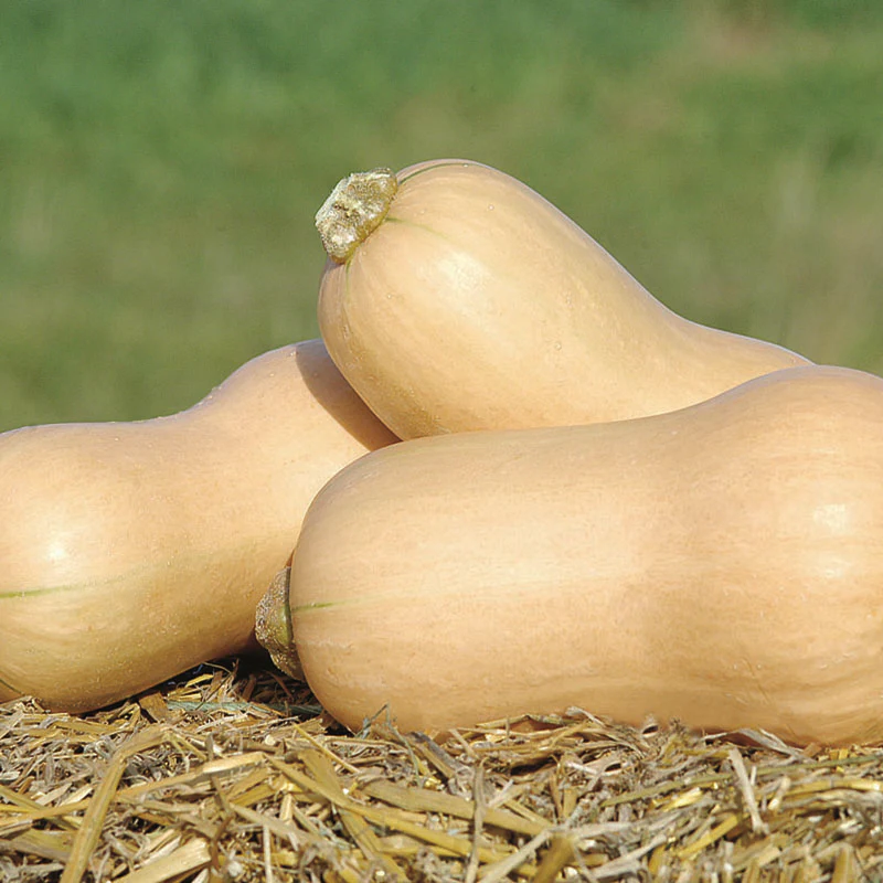 Flespompoen - JWS 6823 F1