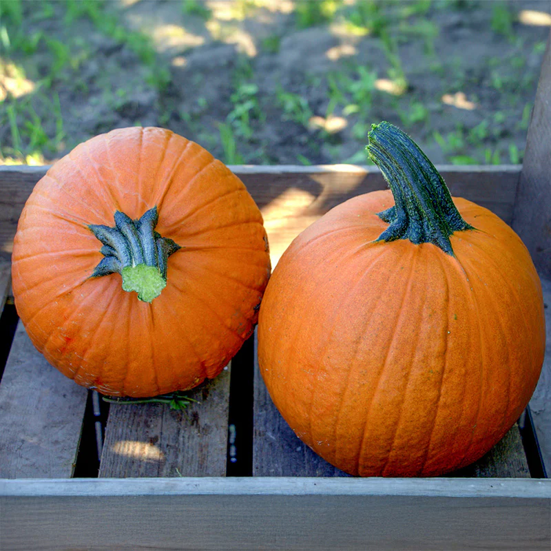 Halloweenpompoen - Flynn F1