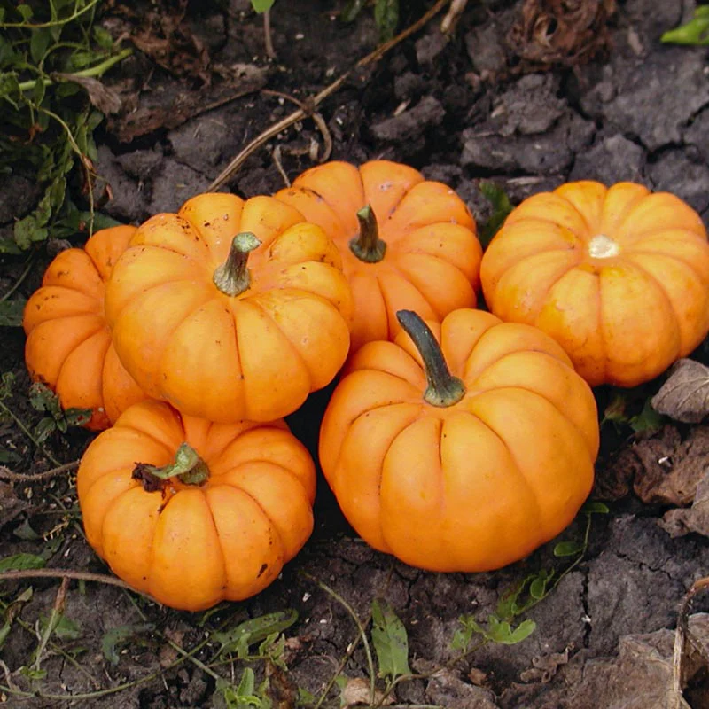 Pompoen - Mandarin