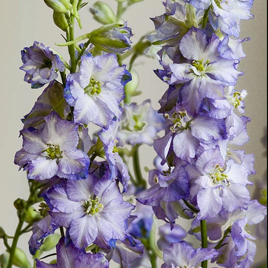 Ridderspoor - Purple Picotee