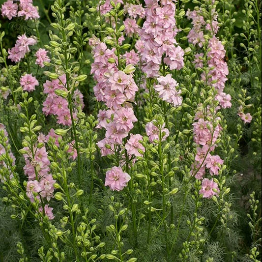 Ridderspoor - QIS Light Pink