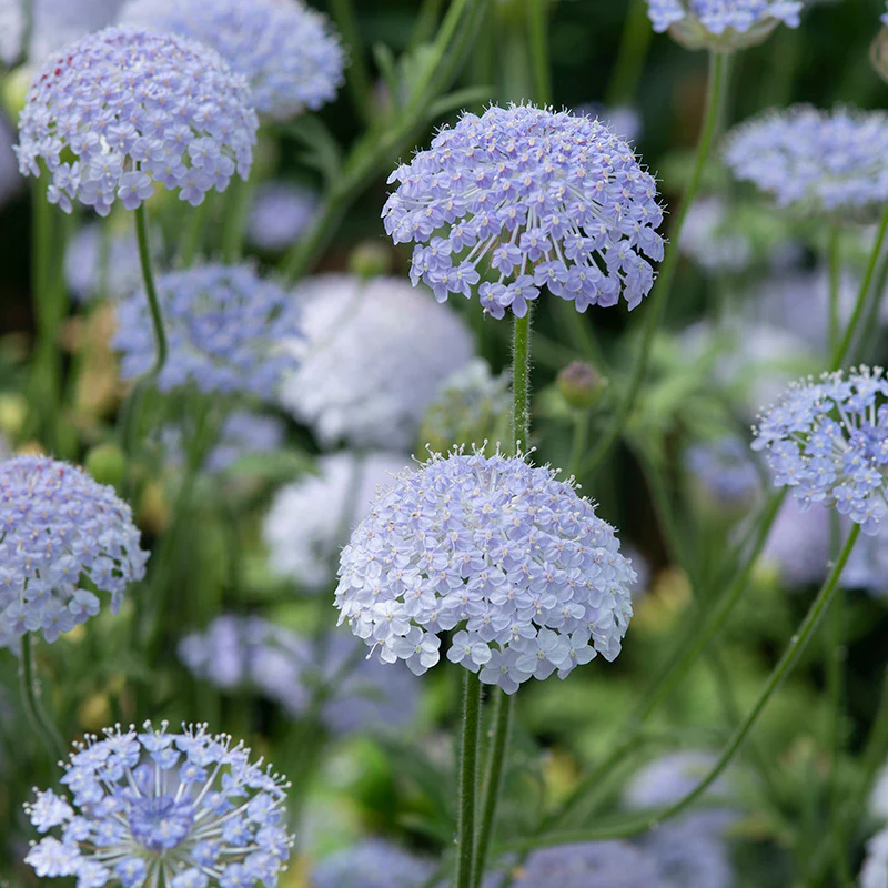Kantbloem - Lacy Blue