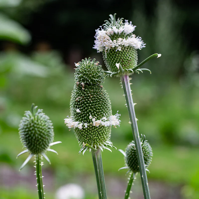 Miniatuur 2