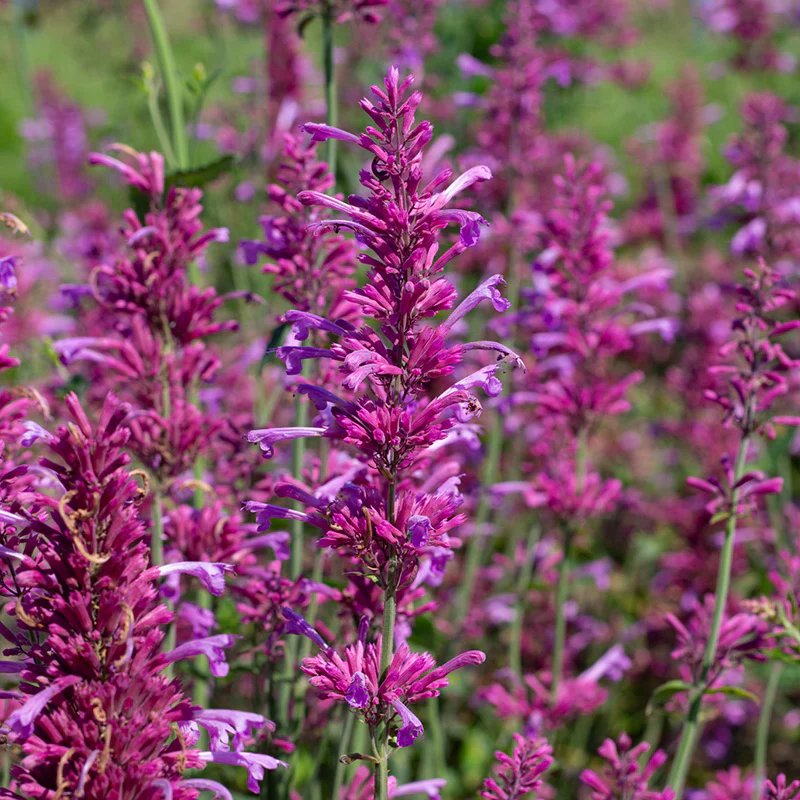 Dropplant - Heather Queen