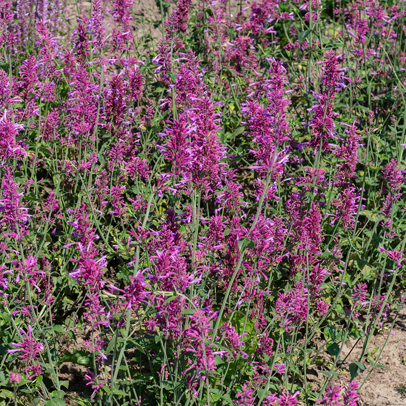 Dropplant - Heather Queen - Image 2