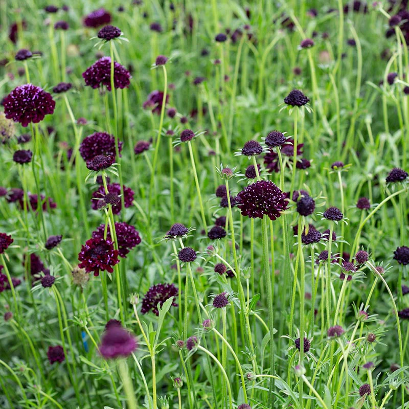 Duifkruid - Deep Purple